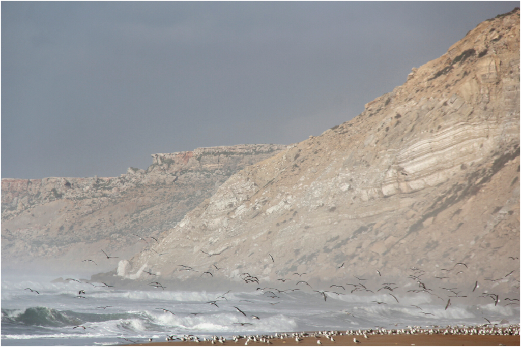 Main image Échos de l'Océan